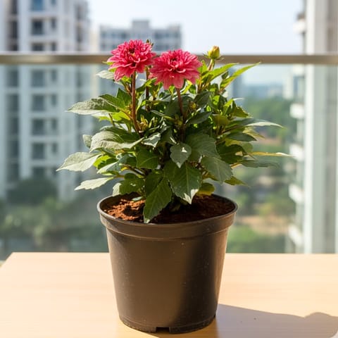 Dahlia (Any Colour) in 6 Inch Nursery Pot