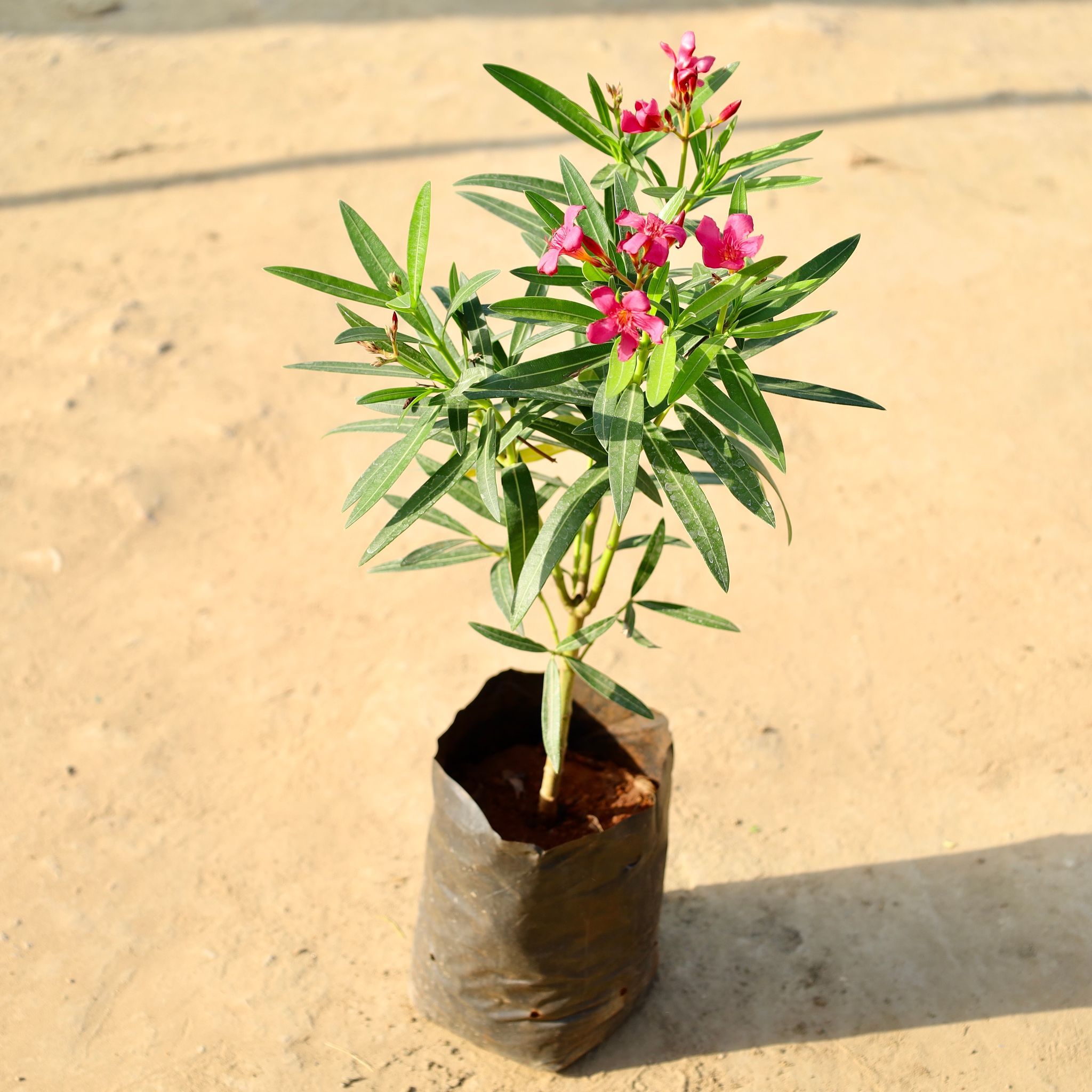Kaner / Oleander Pink in 6 Inch Nursery Bag