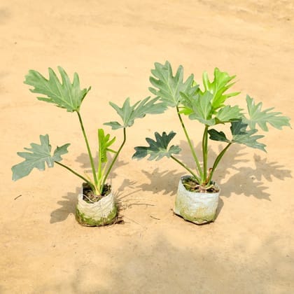 Set of 2 Philodendron Selloum in 4 Inch Nursery Bag
