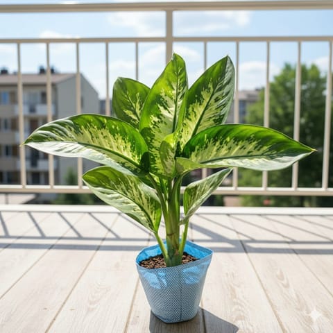 Dieffenbachia in 8 Inch Nursery Bag