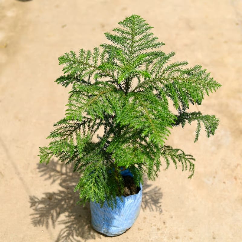 Araucaria / Christmas (~2 ft ) Tree in 5 Inch Nursery Bag