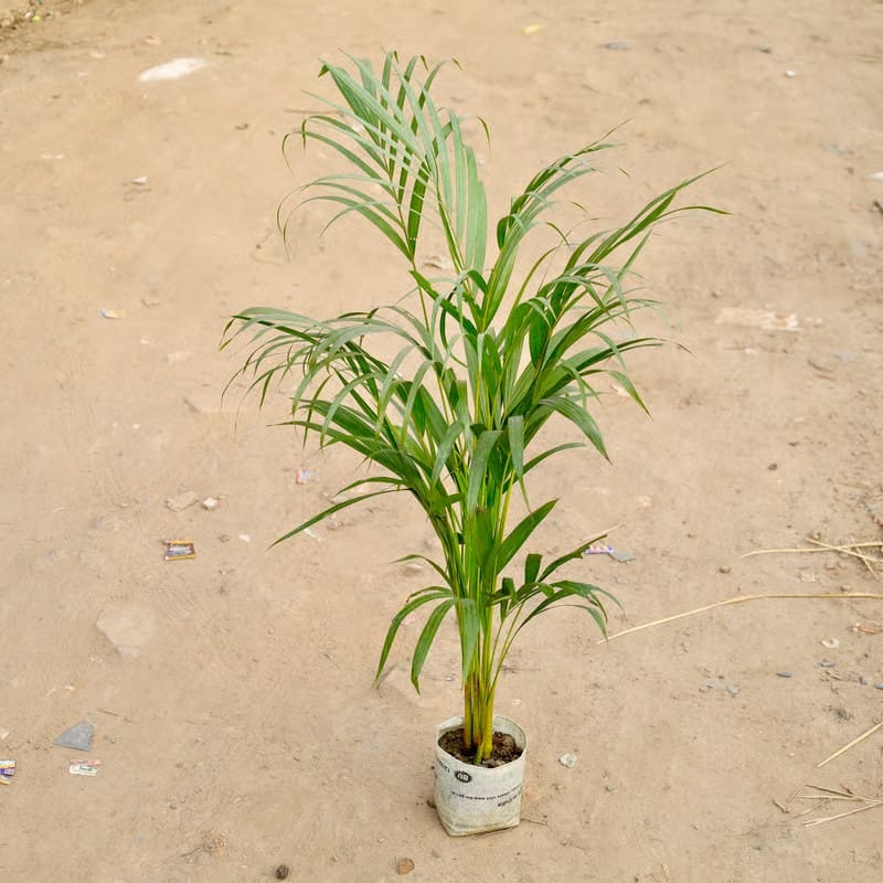 Air Purifier Areca Palm (~ 3 Ft) in 6 Inch Nursery bag