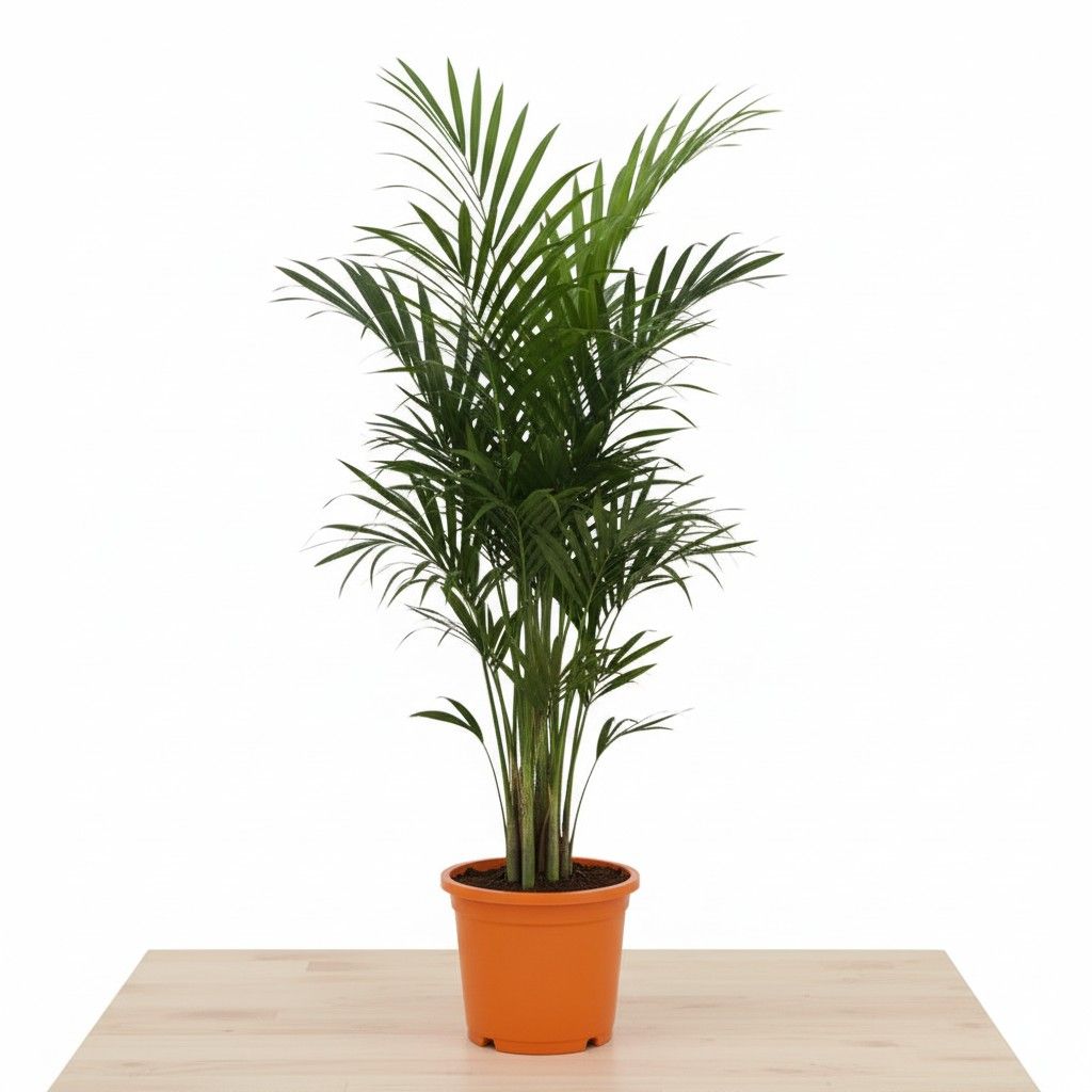 Areca Palm (~ 3 ft) in 9 Inch Colorful Nursery Pot (Any Colour)