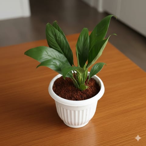 Peace Lily in 8 Inch White Olive Plastic Pot