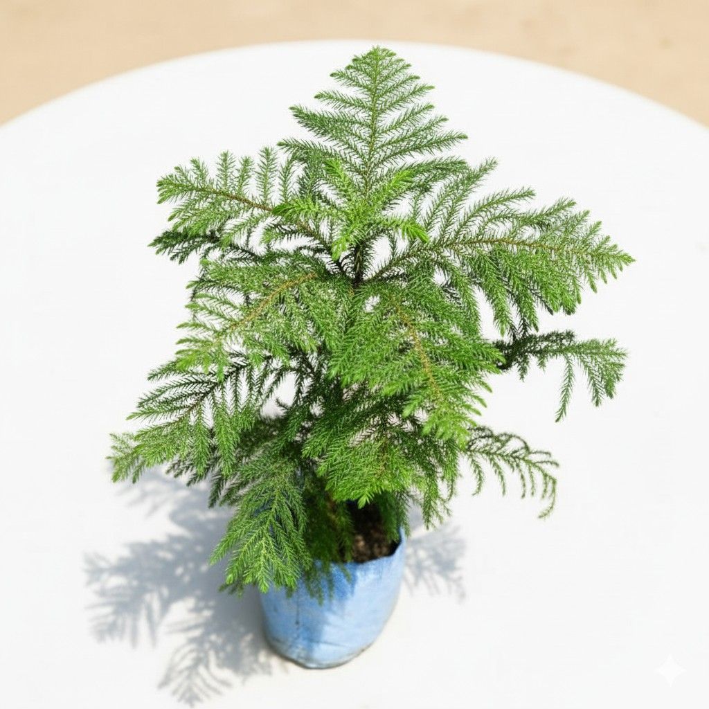 Araucaria / Christmas Tree (~ 2 ft) in 5 Inch Nursery Bag