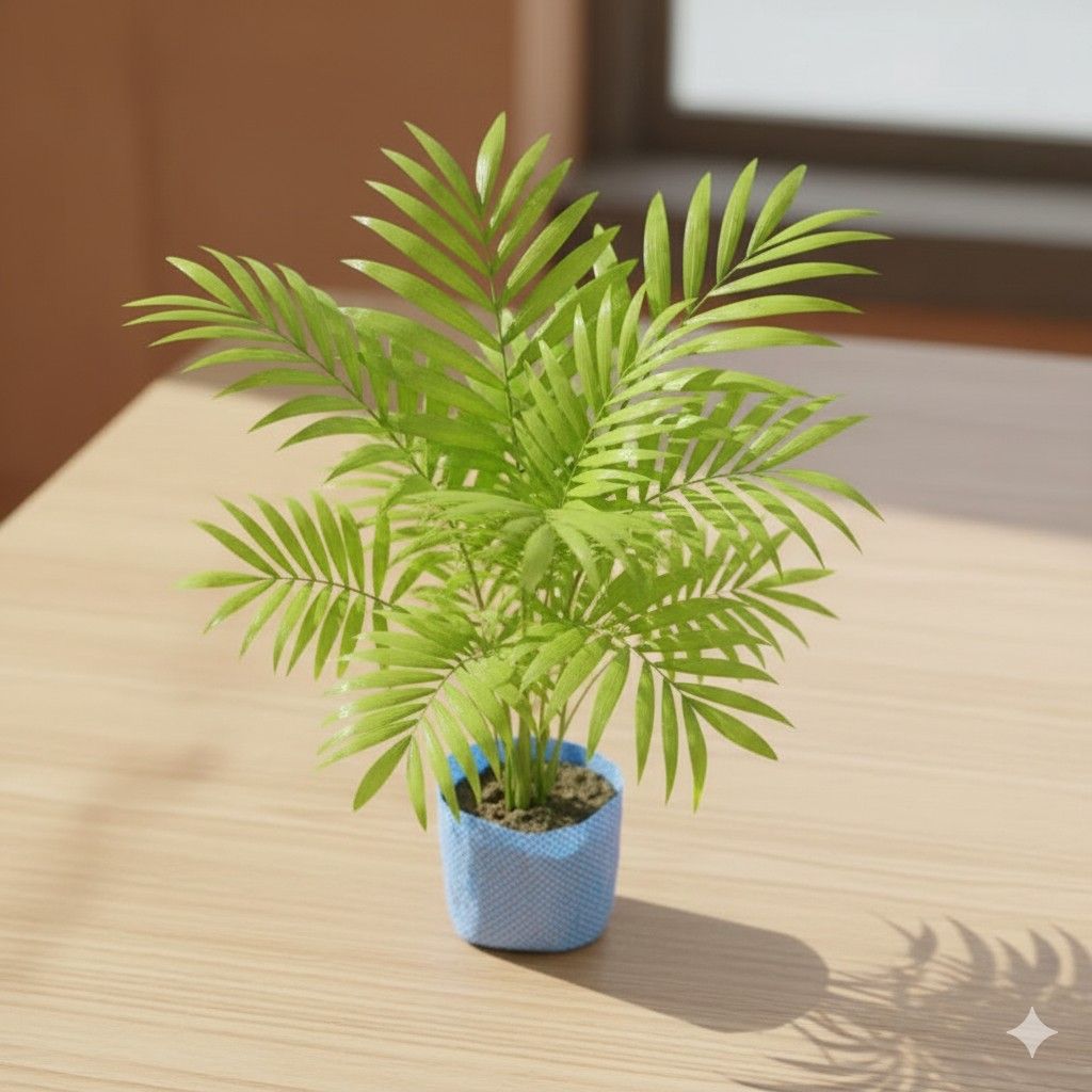 Chamaedorea Palm in 4 Inch Nursery Bag