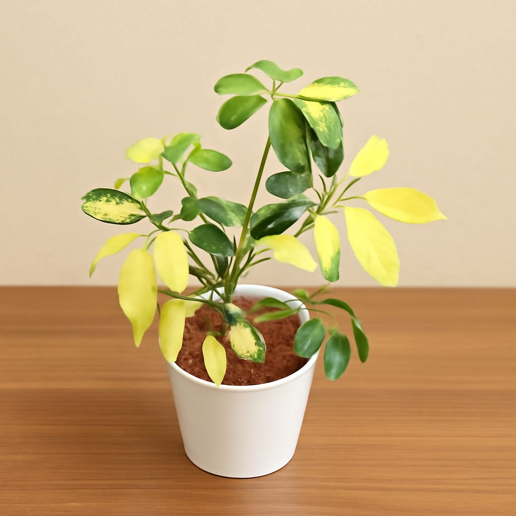 Schefflera Variegated in 6 Inch White Nursery Pot