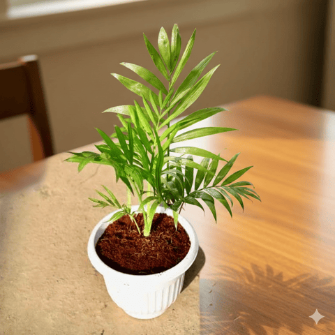 Chamaedorea Palm / Parlour Palm in 8 Inch White Olive Plastic Pot