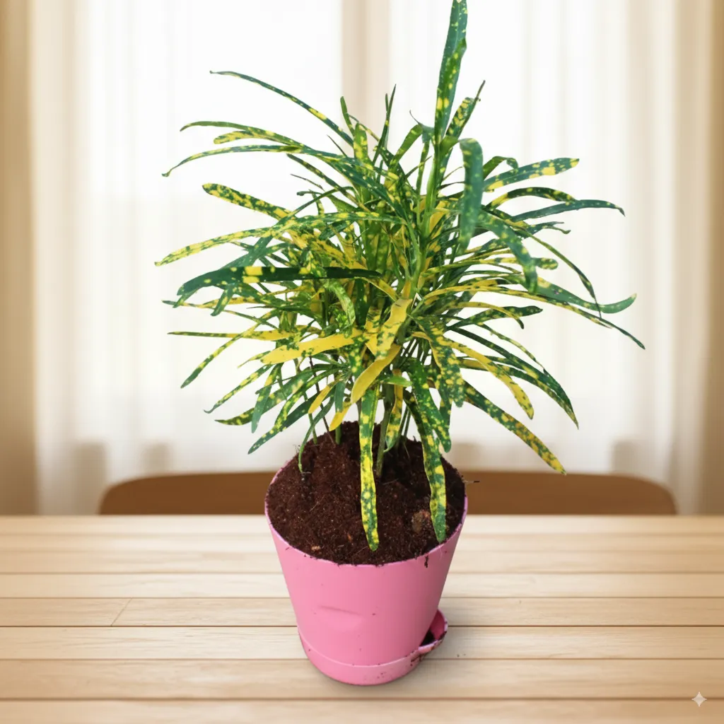 Chironji Croton Gold Star in 4 Inch Pink Florence Self Watering Pot