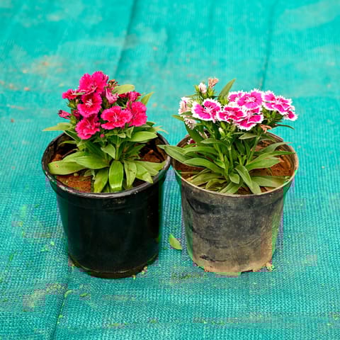 Set of 2 - Dianthus (Any Colour) in 5 Inch Nursery Pot