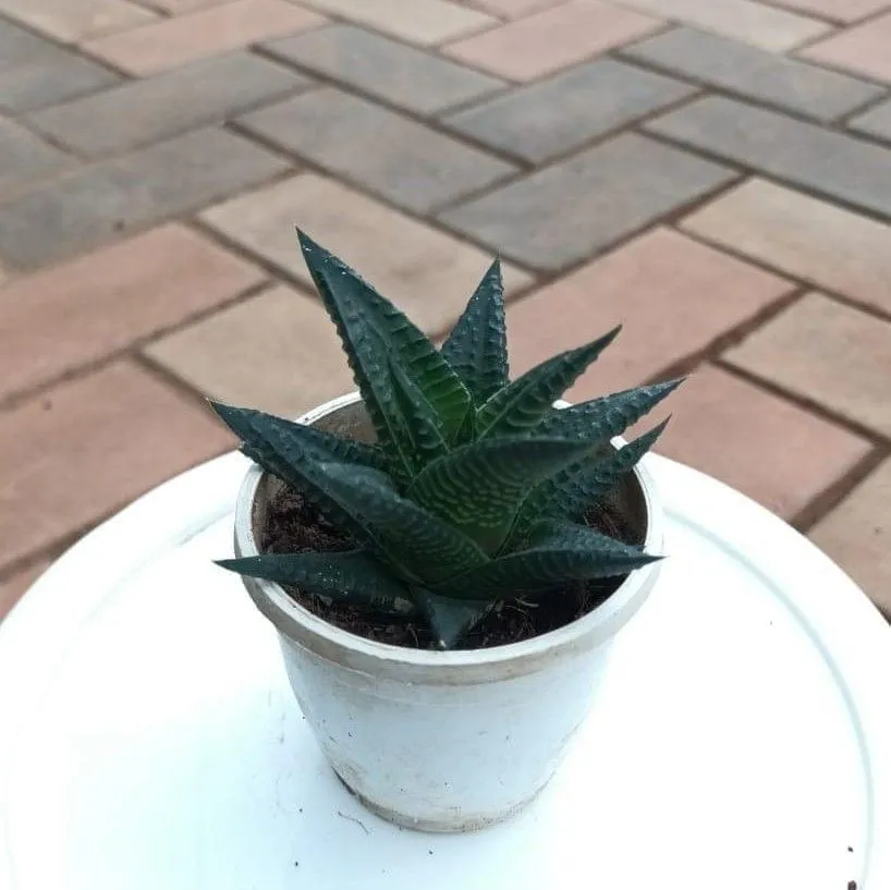 Haworthia Limifolia / Washboard Succulent in 2 Inch Nursery Pot