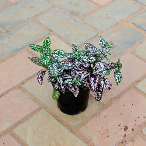 Hypoestes / Polka Dot (any Colour ) in 4 Inch Nursery Pot
