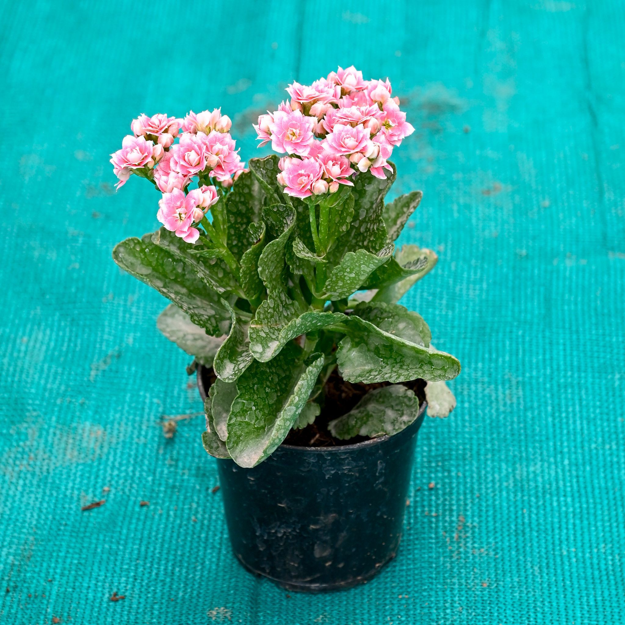 Kalanchoe Pink Succulent in 4 Inch Nursery Pot