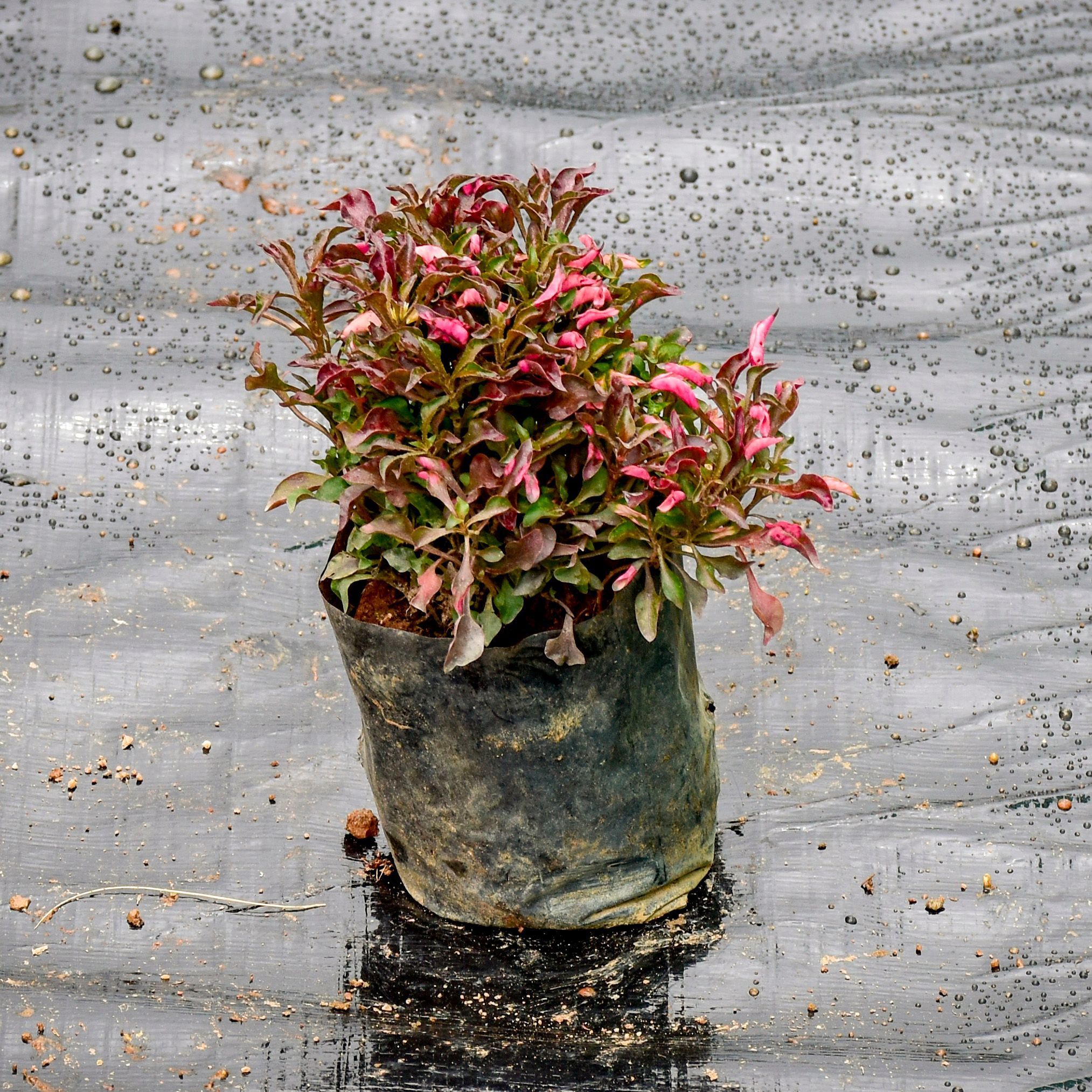 Alternanthera Red in 3 Inch Nursery Bag