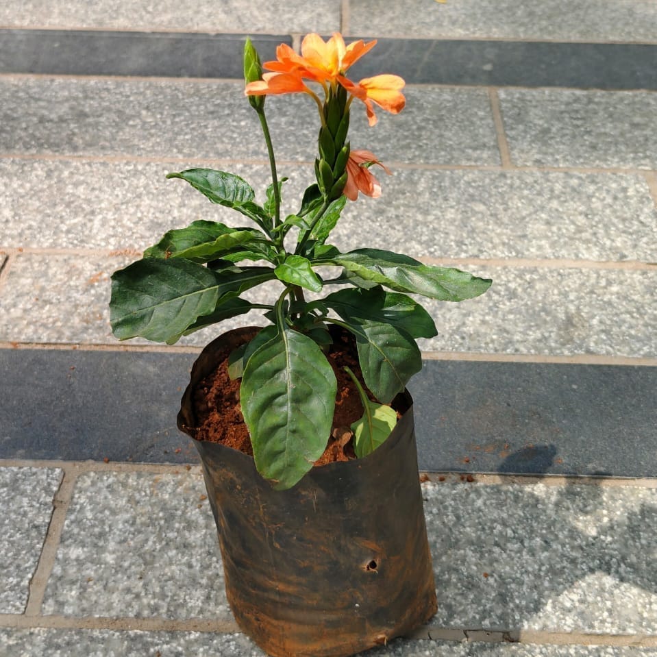 Crossandra / Kanakambaram Orange in 4 Inch Nursery Bag