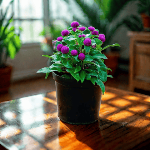 Gomphrena (Any Colour) in 6 Inch Nursery Pot