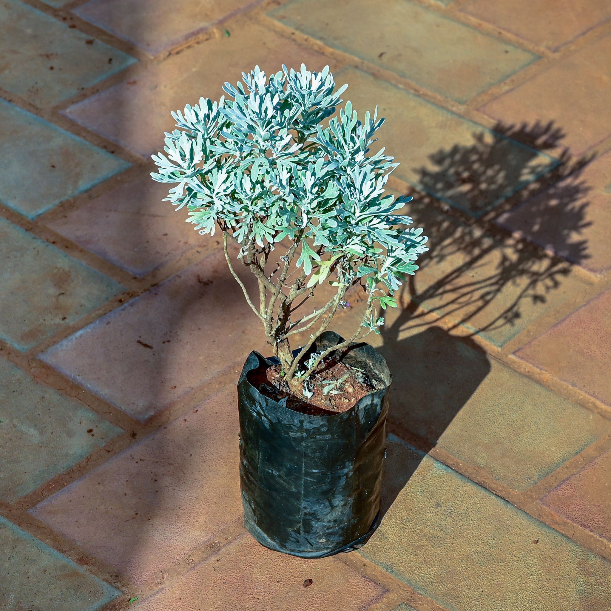 Lavender in 4 Inch Nursery Bag