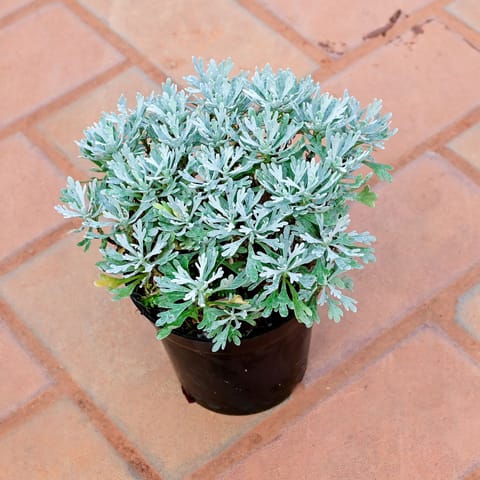 Lavender in 4 Inch Nursery Pot