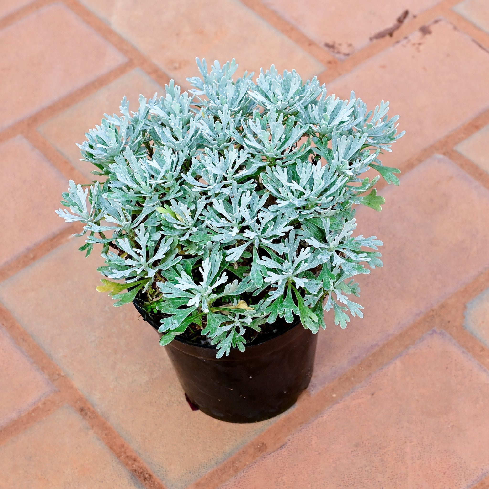 Lavender in 4 Inch Nursery Pot