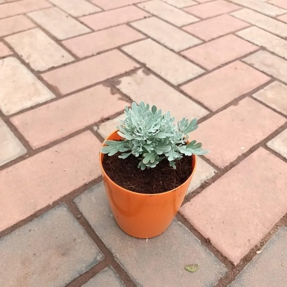 Lavender in 5 Inch Elegant Plastic Pot (colour may vary)