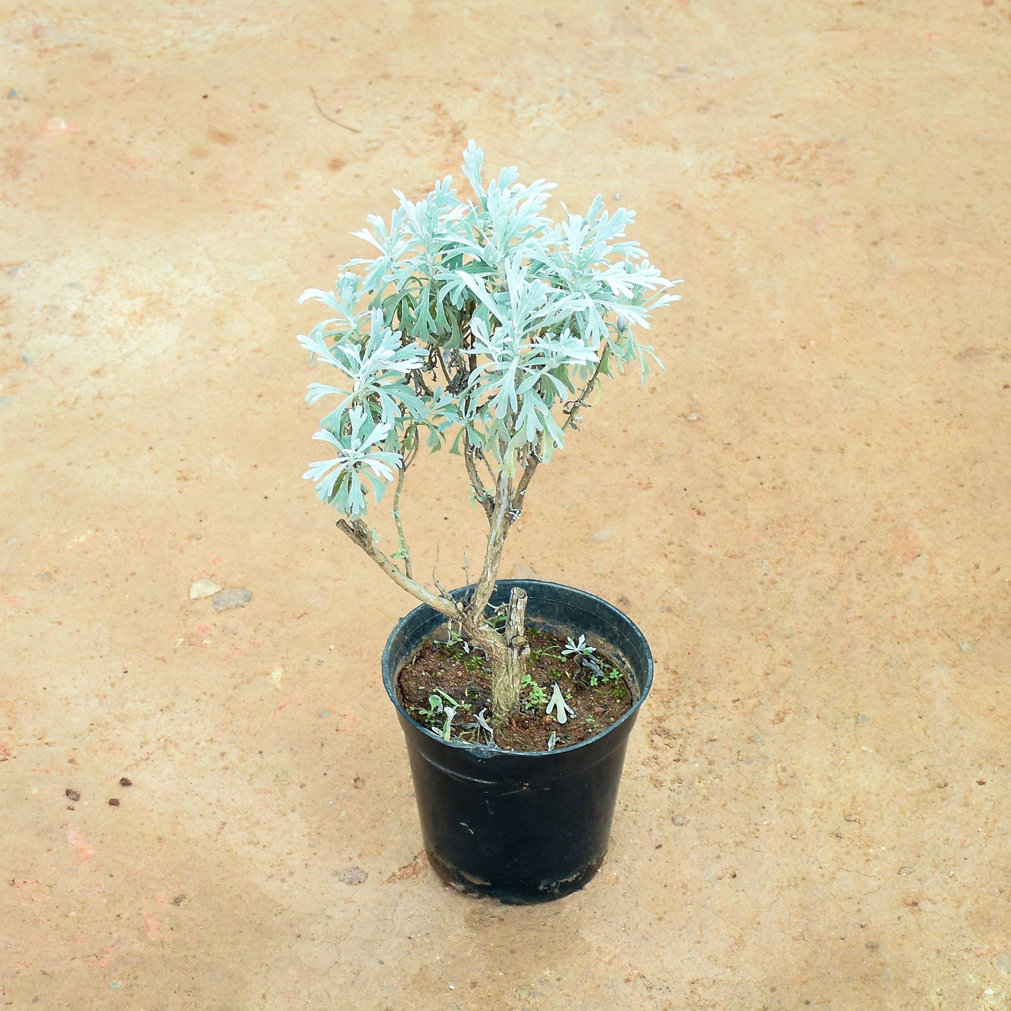 Lavender in 6 Inch Nursery Pot