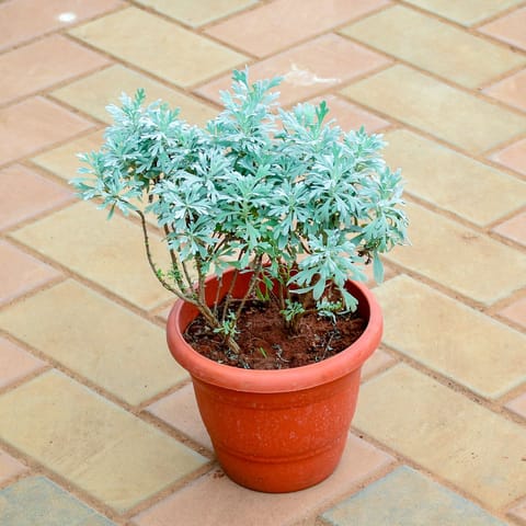 Lavender in 7 Inch Terracotta Red Olive Plastic Pot
