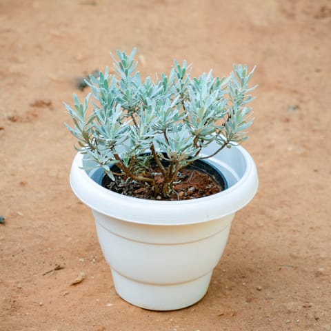 Lavender in 8 Inch White Classy Plastic Pot