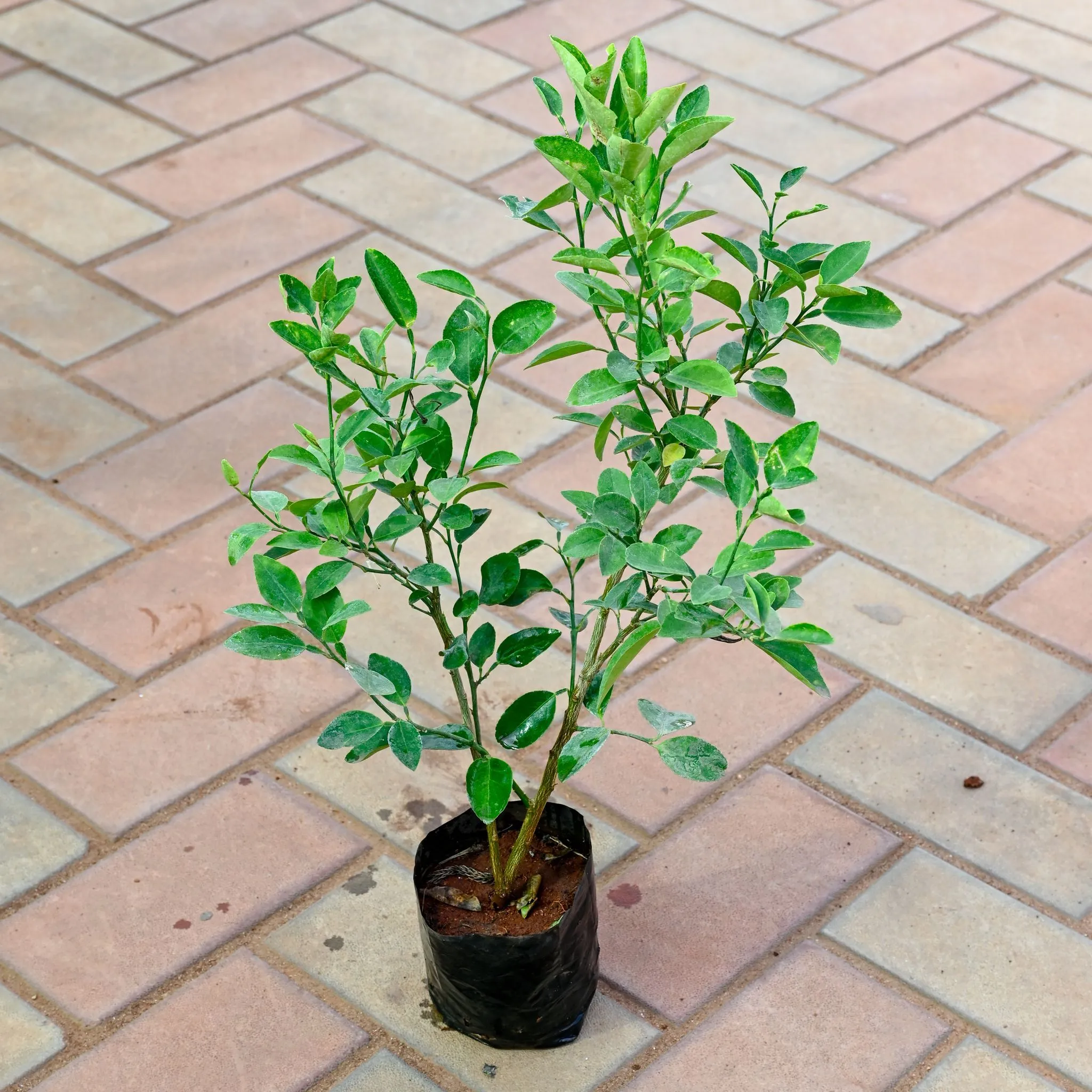 Lemon Plant in 4 Inch Nursery Bag
