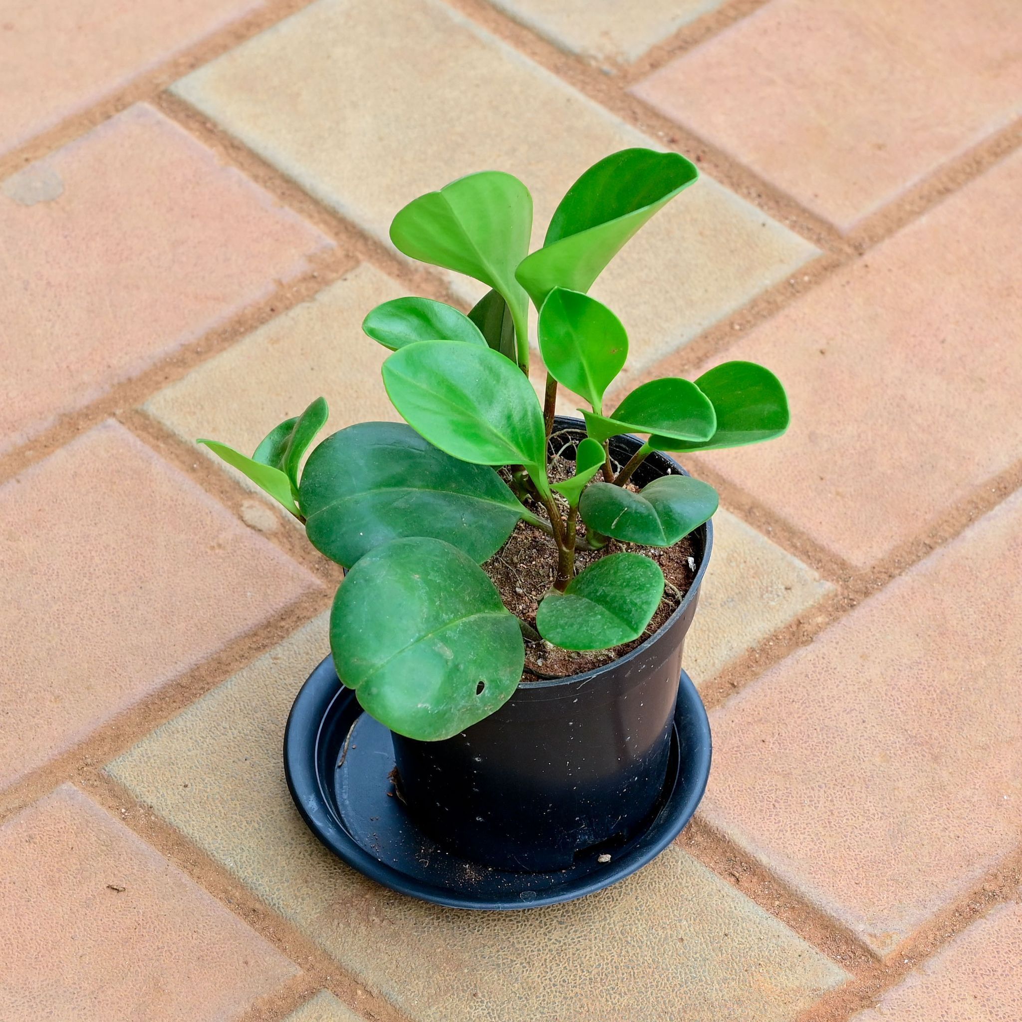 Peperomia Obtusifolia / Baby Rubber Plant in 4 Inch Nursery Pot with Tray