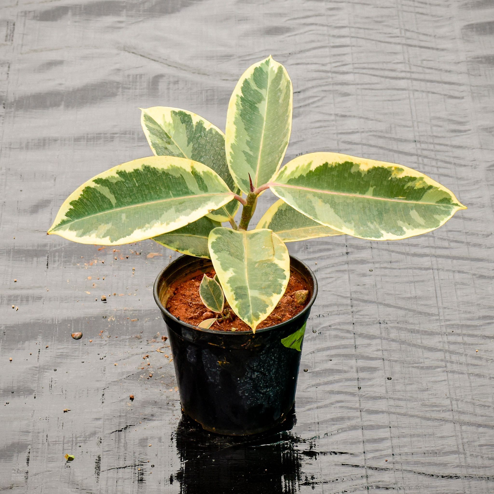 Rubber Variegated in 6 Inch Nursery Pot