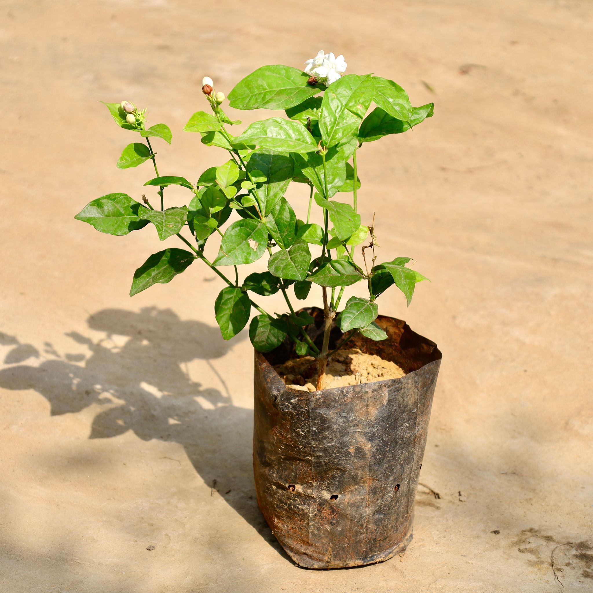 Mogra / Jasmine in 8 Inch Nursery Bag