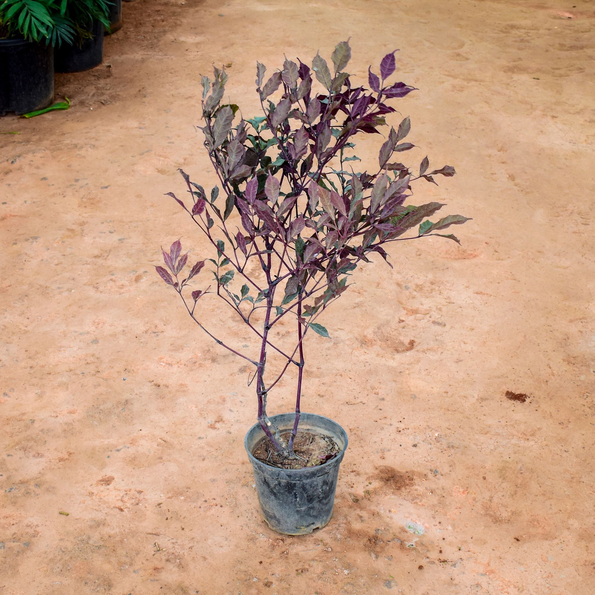Alternanthera Reineckii in 6 Inch Nursery Pot