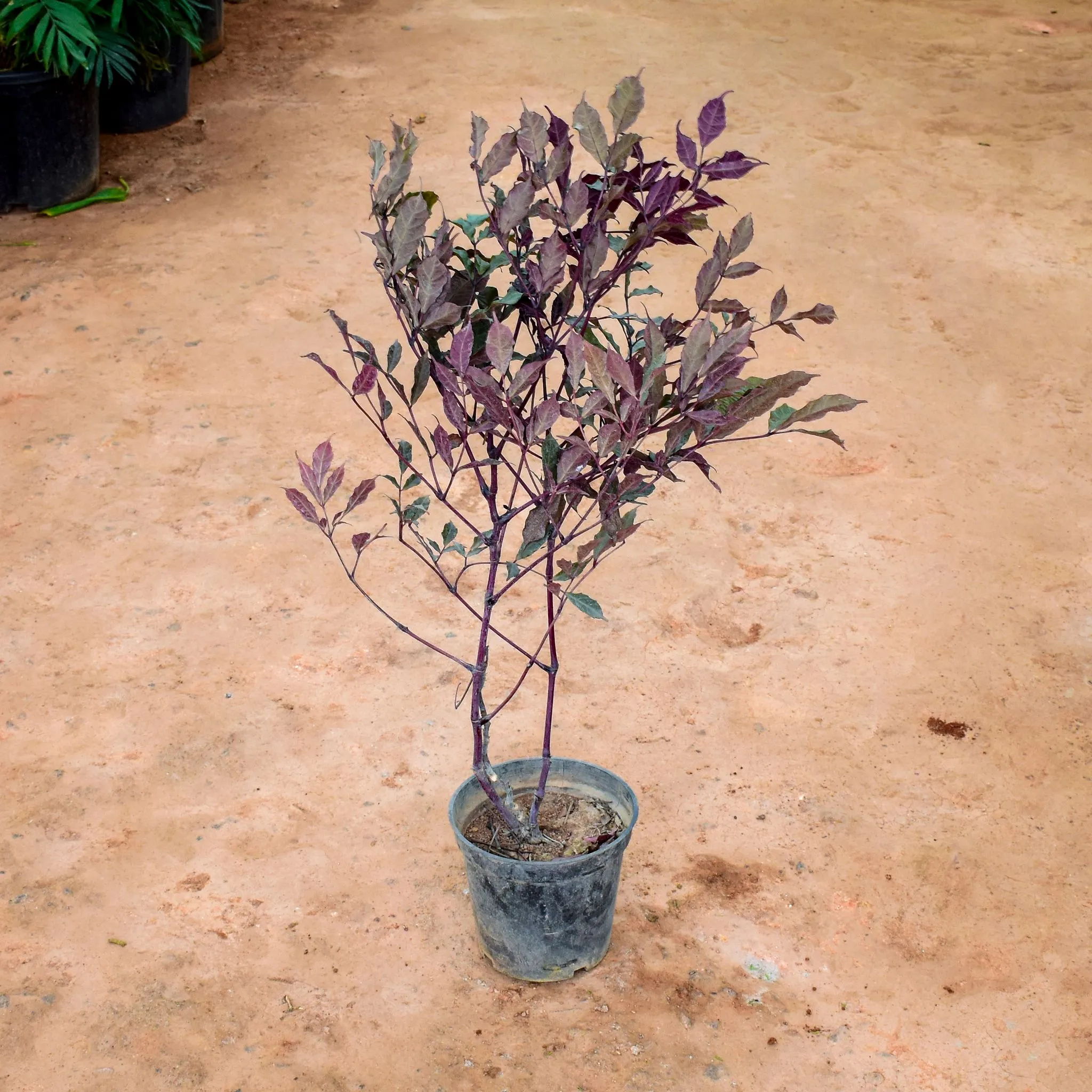 Alternanthera Reineckii in 6 Inch Nursery Pot