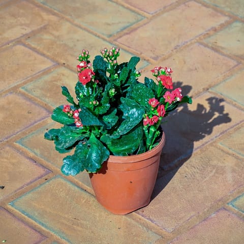 Kalanchoe Red Succulent in 5 Inch Nursery Pot