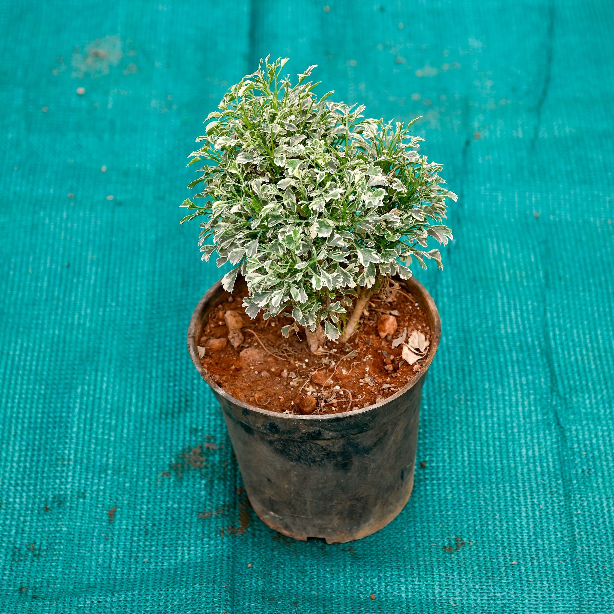Aralia Green White in 5 Inch Nursery Pot
