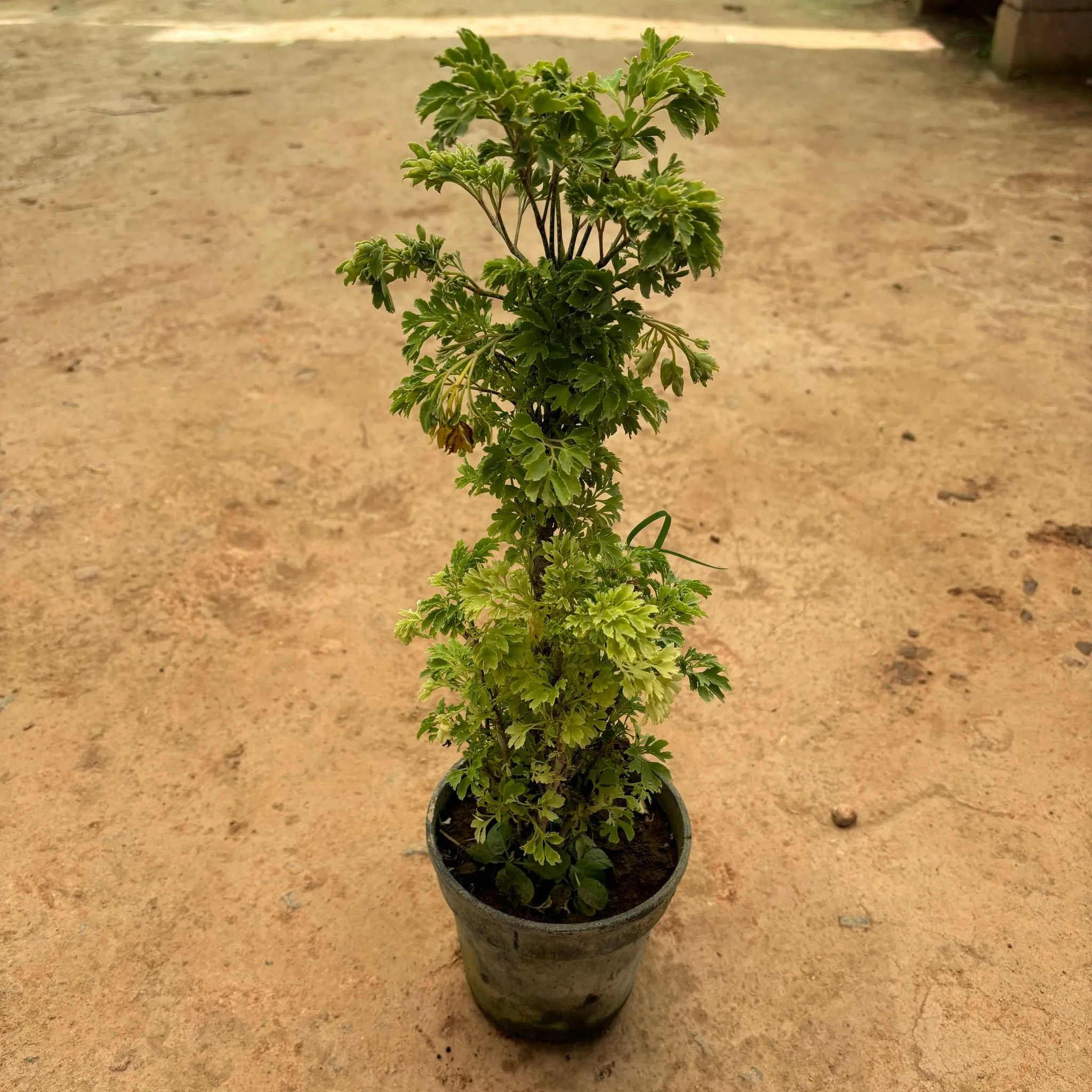 Aralia Green in 6 Inch Nursery Pot