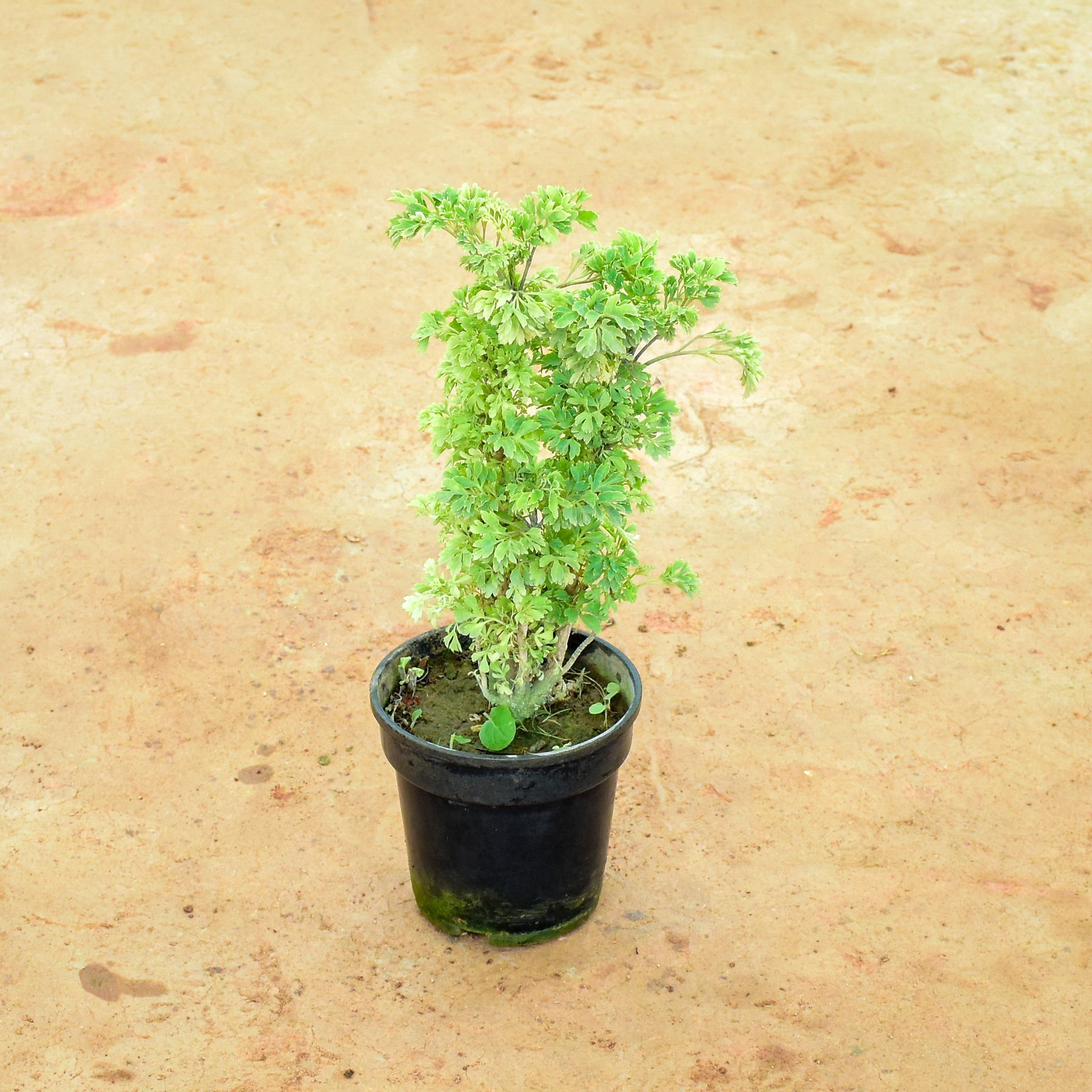 Aralia Green in 6 Inch Nursery Pot