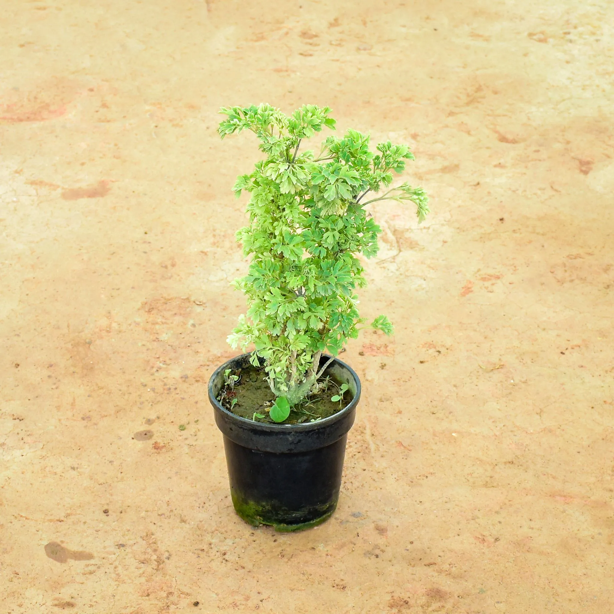 Aralia Green in 6 Inch Nursery Pot