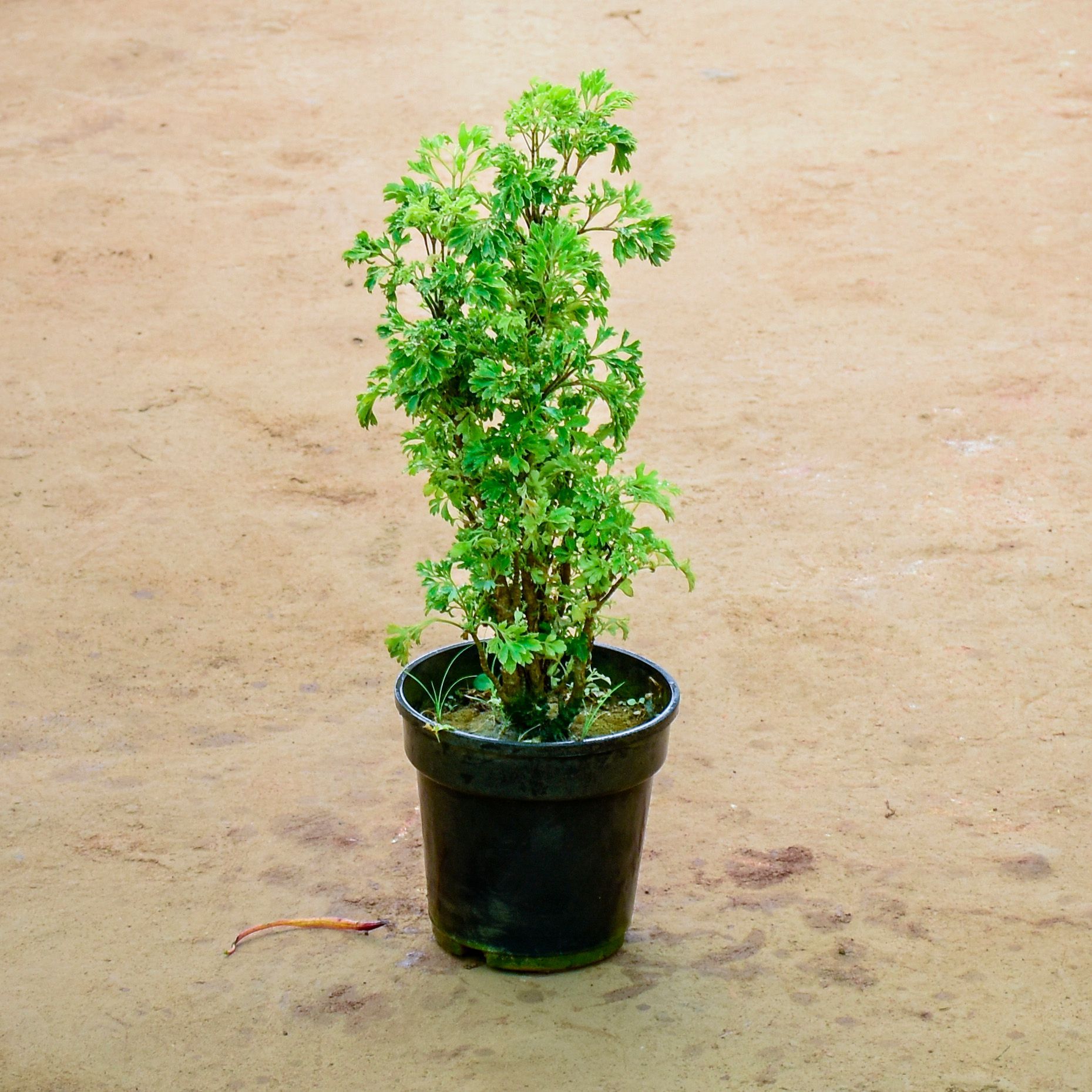 Aralia Green in 6 Inch Nursery Pot