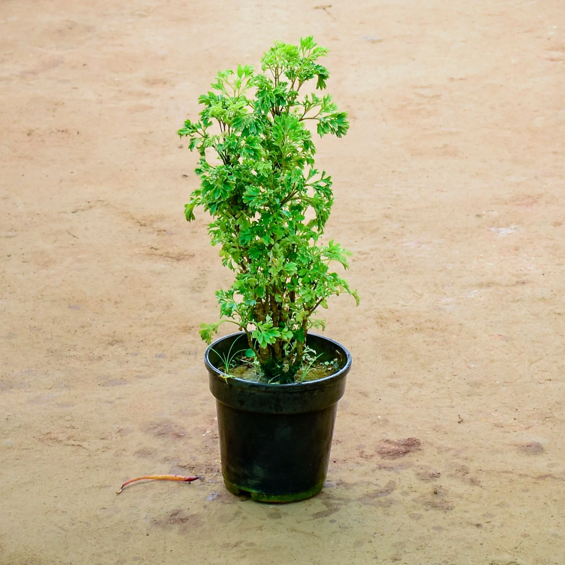 Aralia Green in 6 Inch Nursery Pot