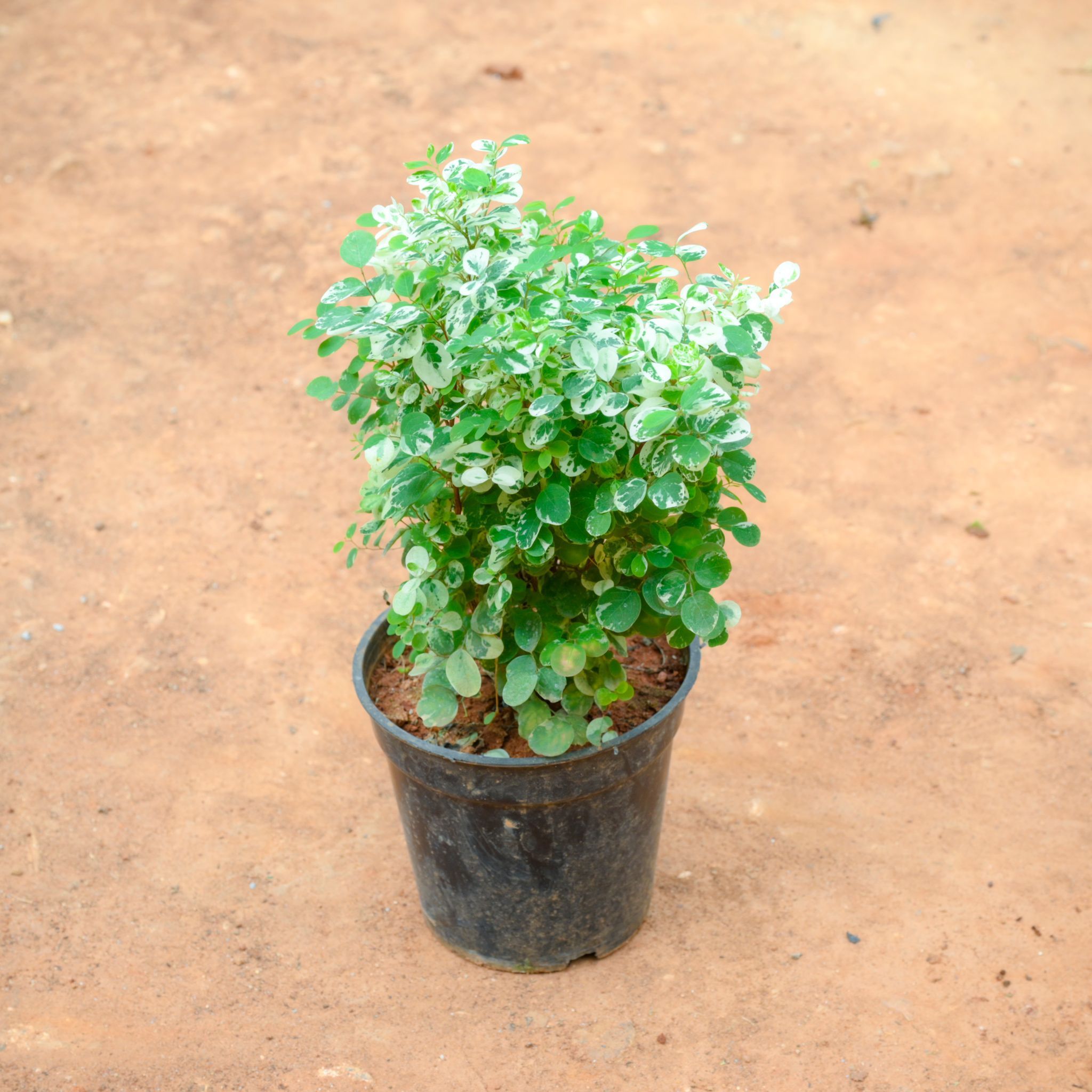 Aralia Snow Bush in 5 Inch Nursery Pot