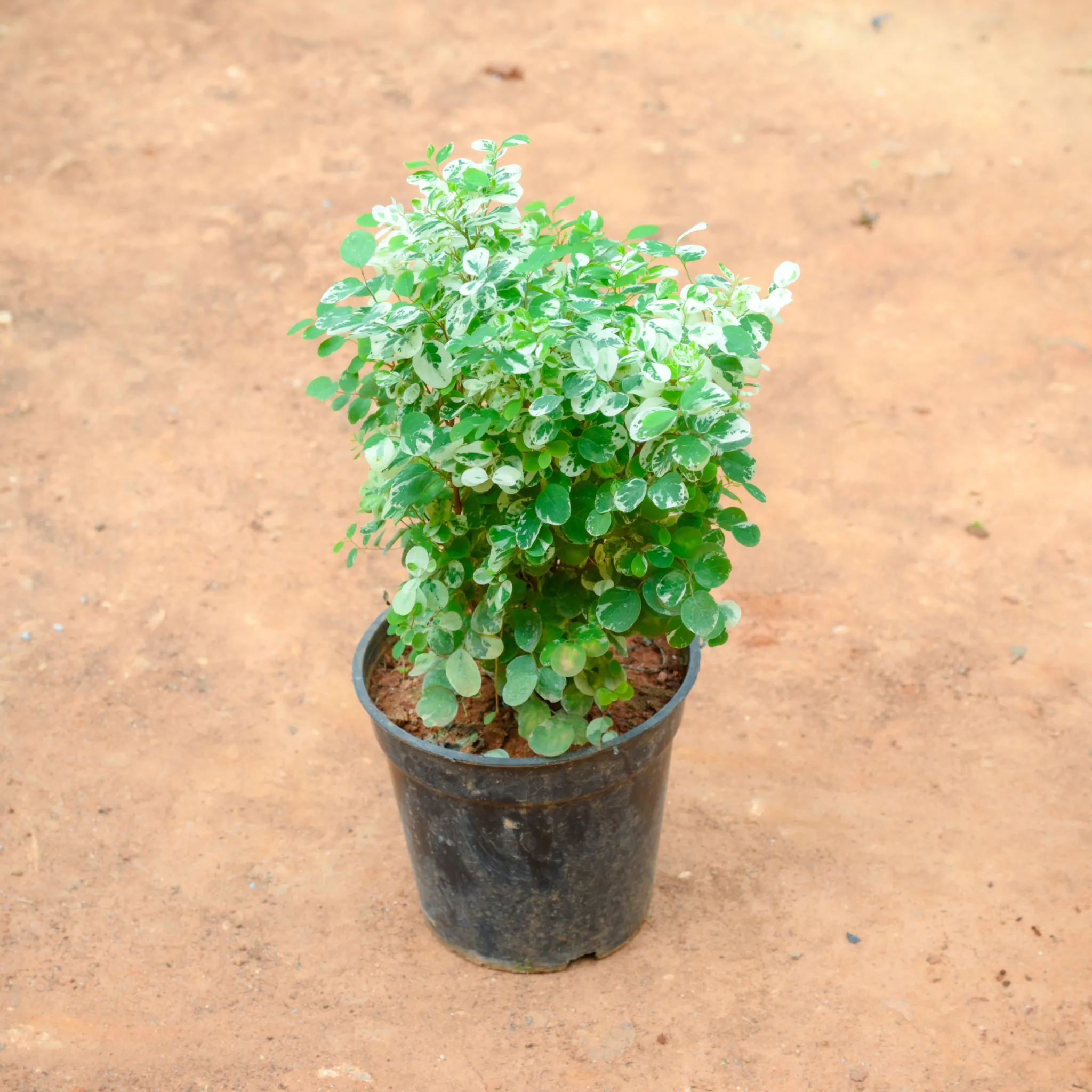 Aralia Snow Bush in 5 Inch Nursery Pot