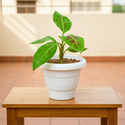 Banana in 8 Inch White Classy Plastic Pot