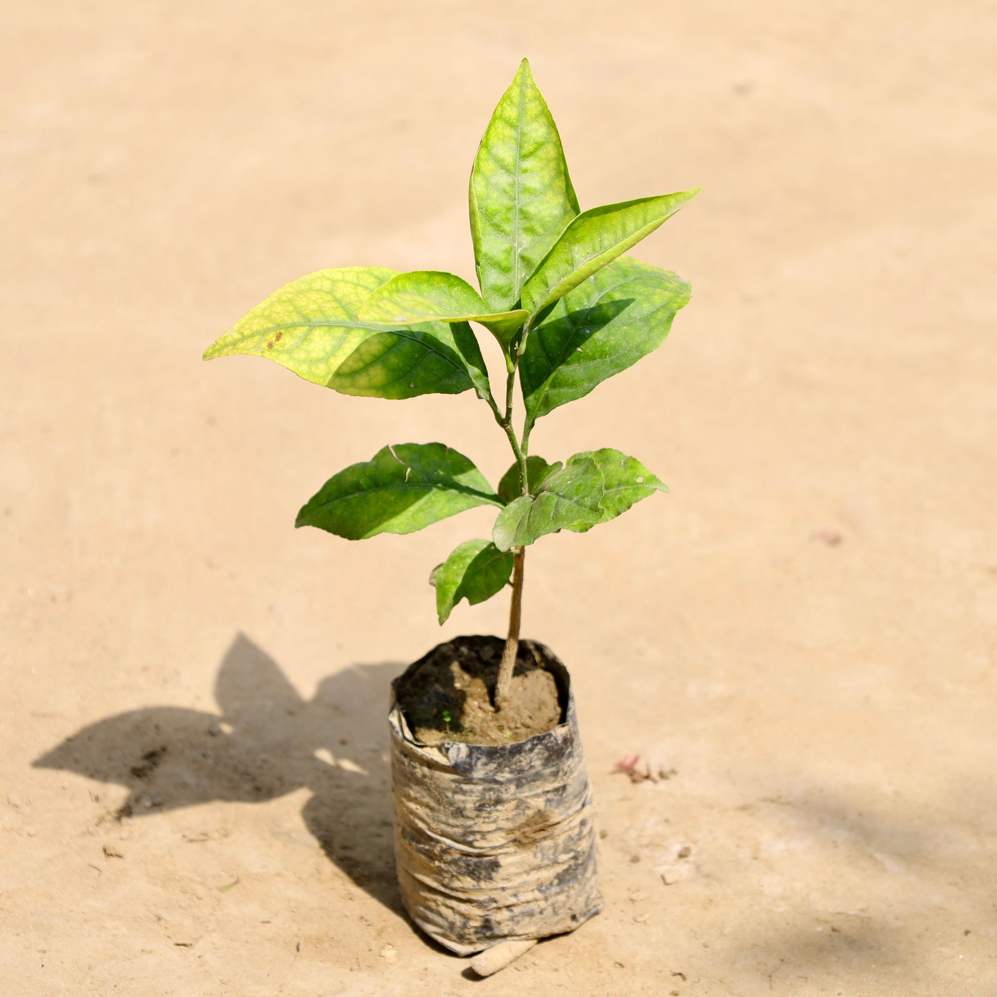 Bel Patra in 4 Inch Nursery Bag