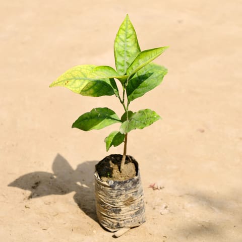 Bel Patra in 4 Inch Nursery Bag