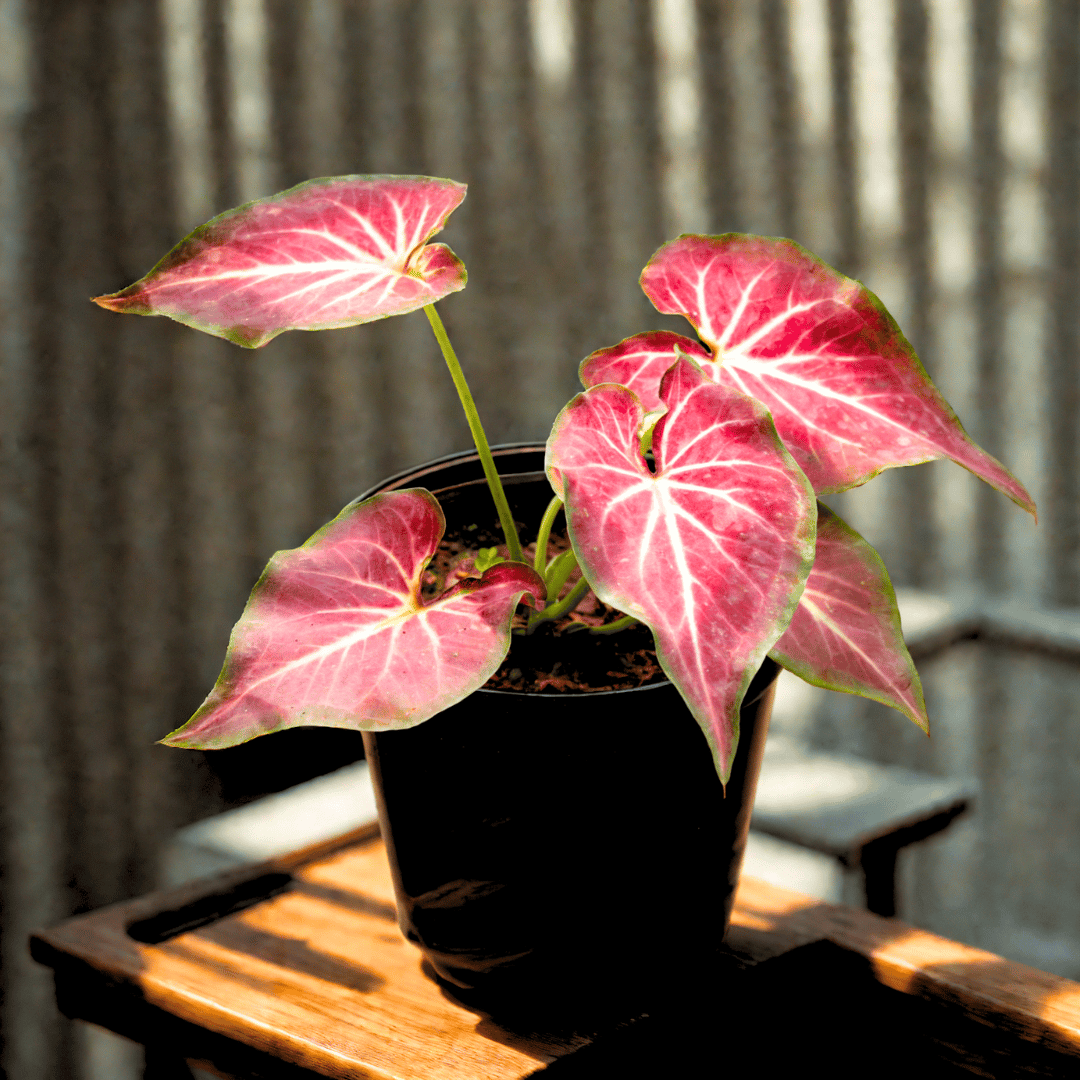 Caladium / Heart of Jesus Red Tip in 4 Inch Nursery Pot
