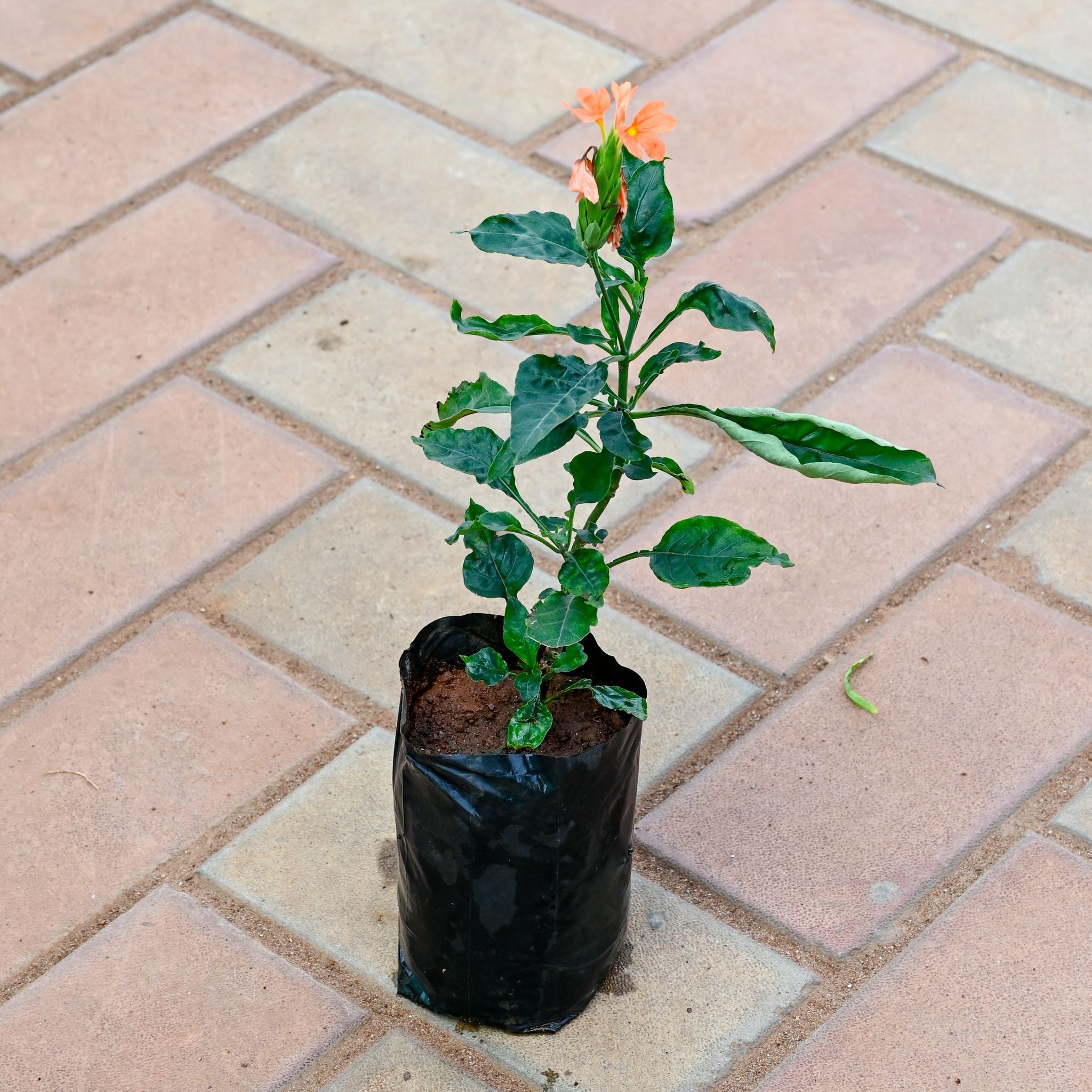 Crossandra / Kanakambaram (any colour) in 4 Inch Nursery Bag