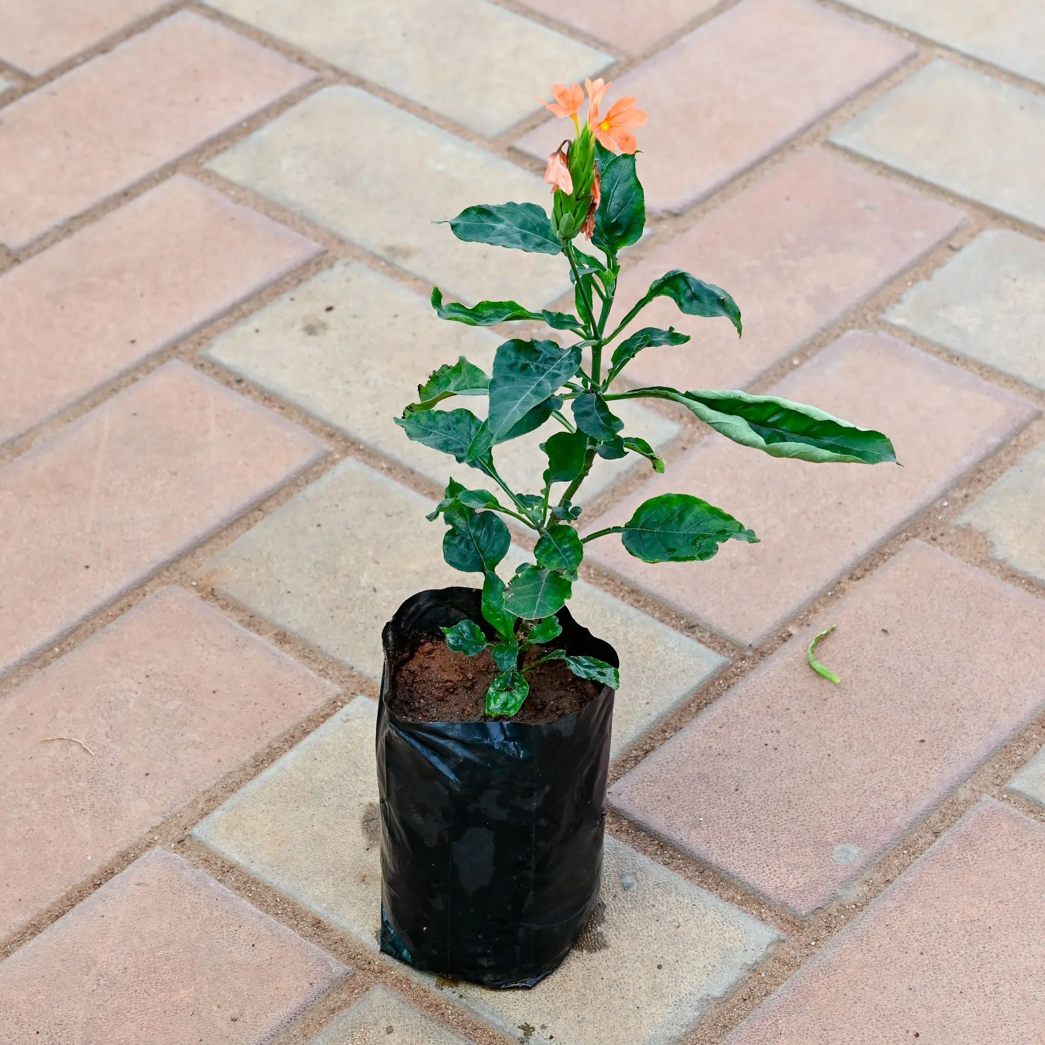 Crossandra / Kanakambaram (any colour) in 4 Inch Nursery Bag