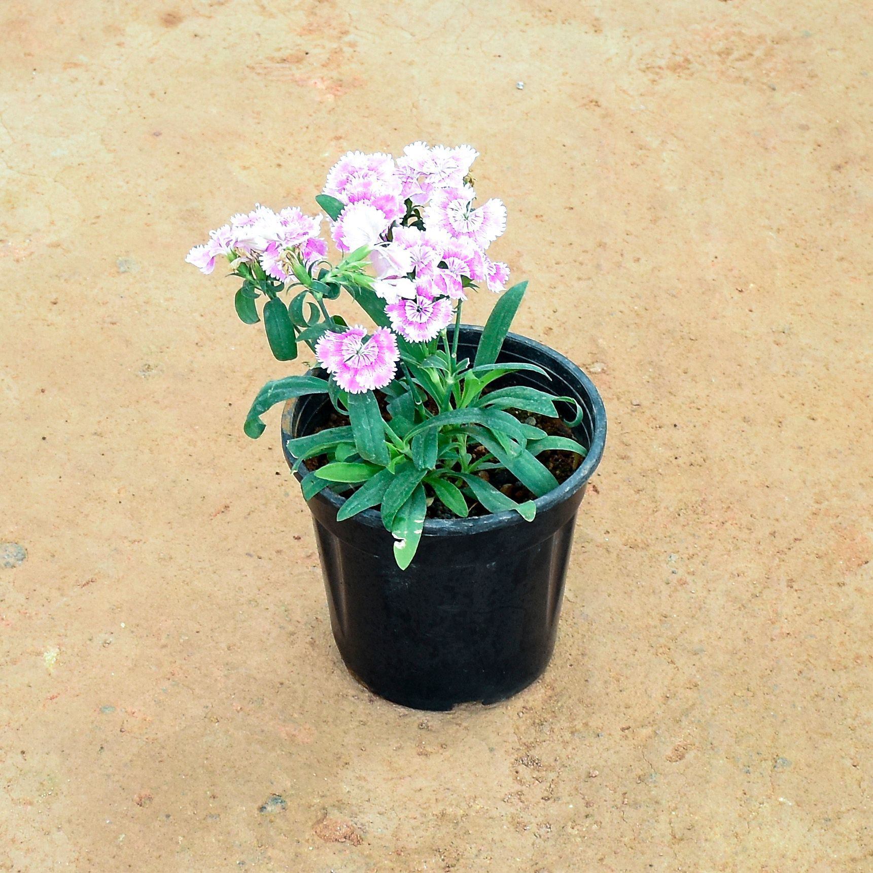 Dianthus White (any colour) in 6 Inch Nursery Pot