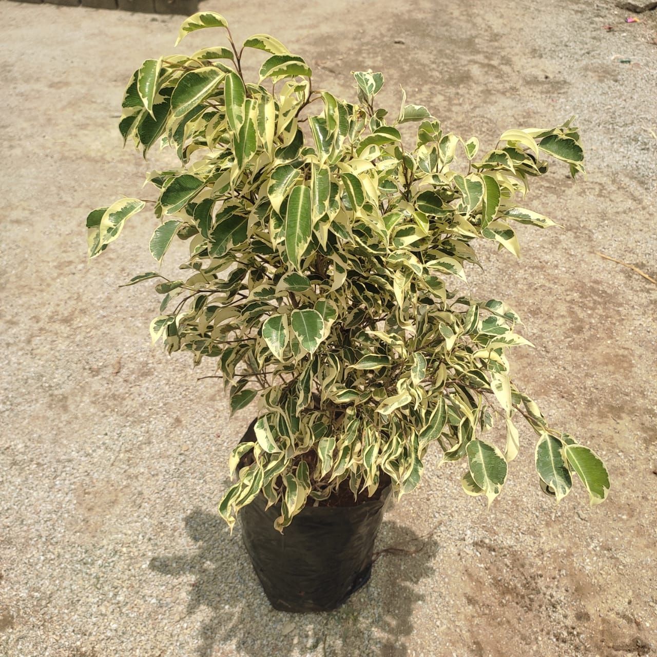 Ficus Starlight in 8 Inch Nursery Bag